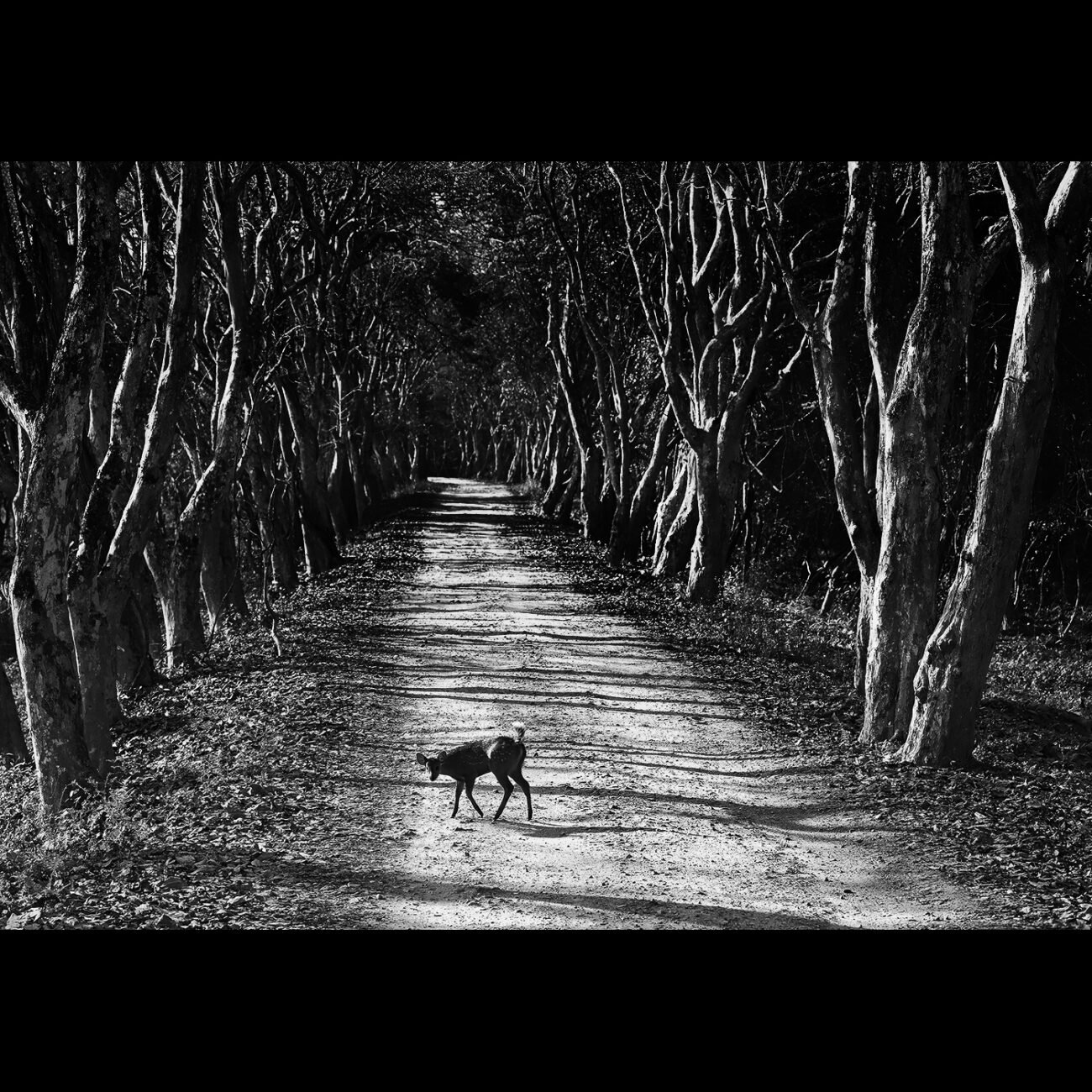 Deer kaziranga