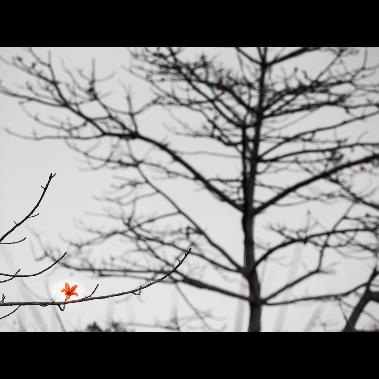 The Last One