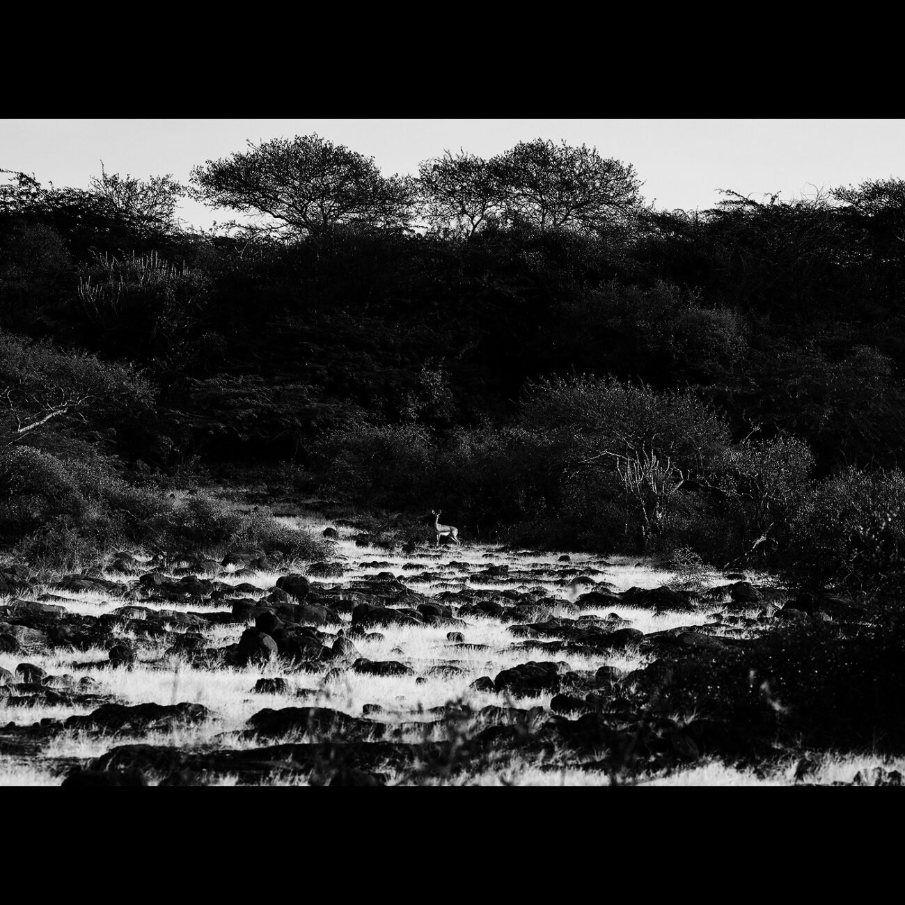 Chinkara, grk