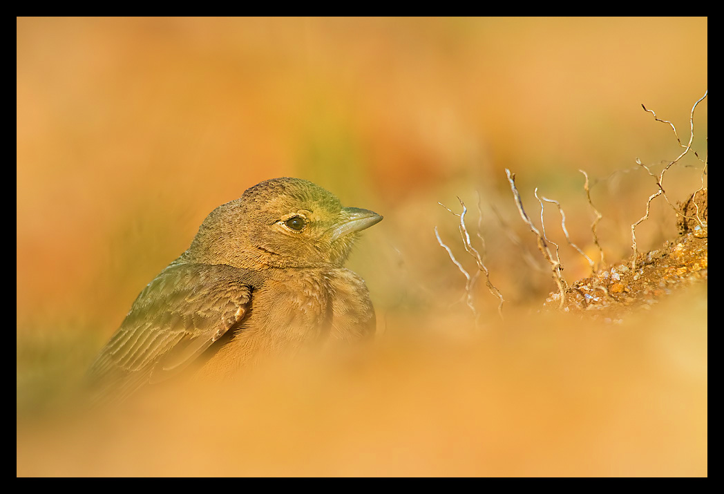 Read more about the article Bengaluru lark