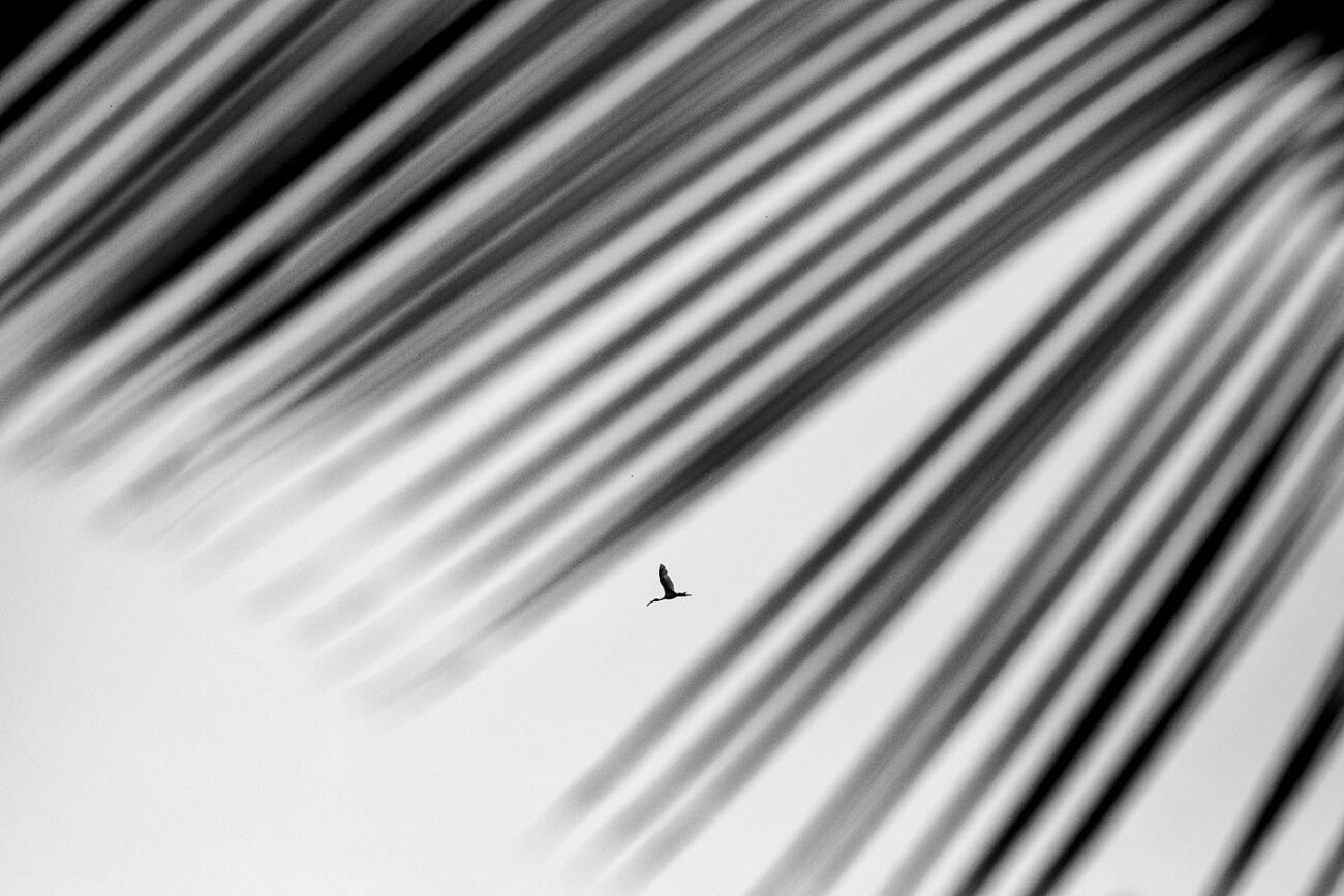 Freedom