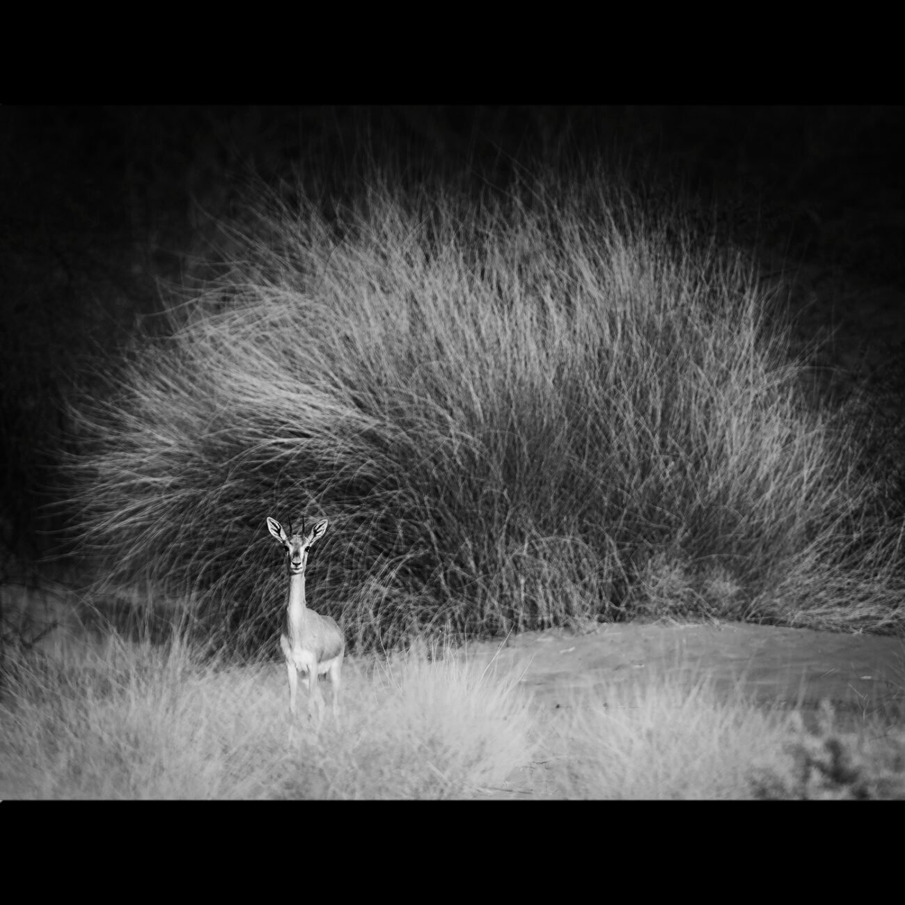 Chinkara, DNP