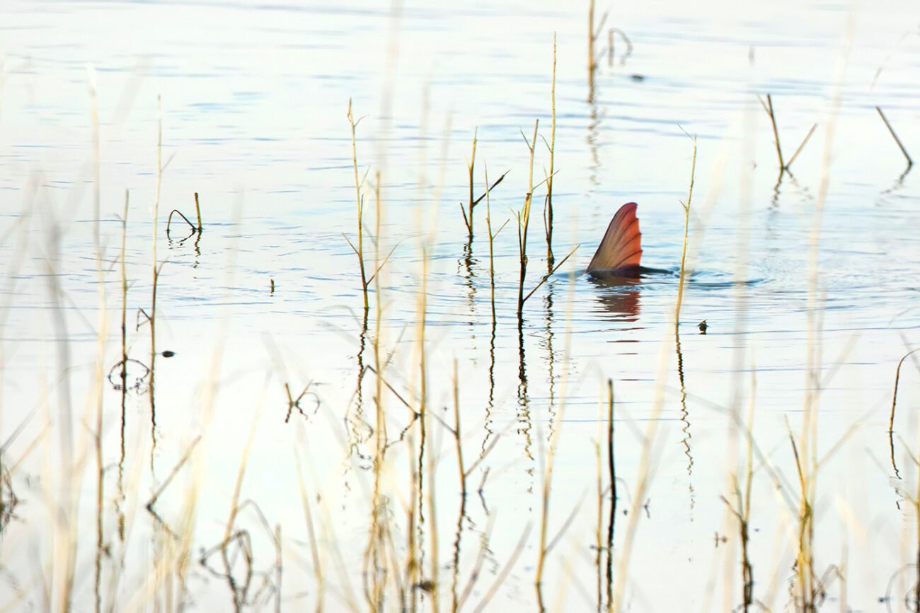Hunter of the lake
