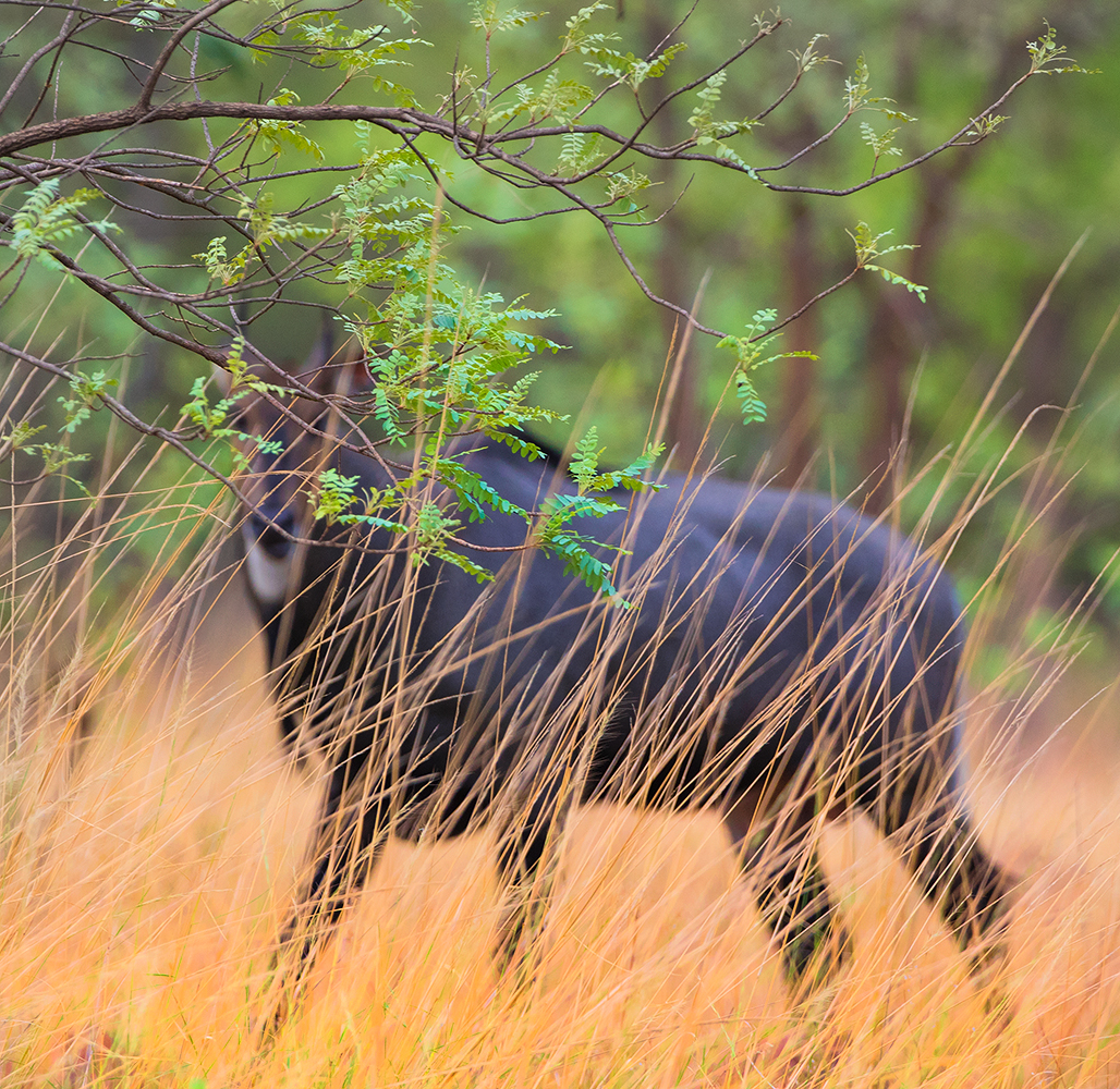 Read more about the article Nilgai, Tadoba