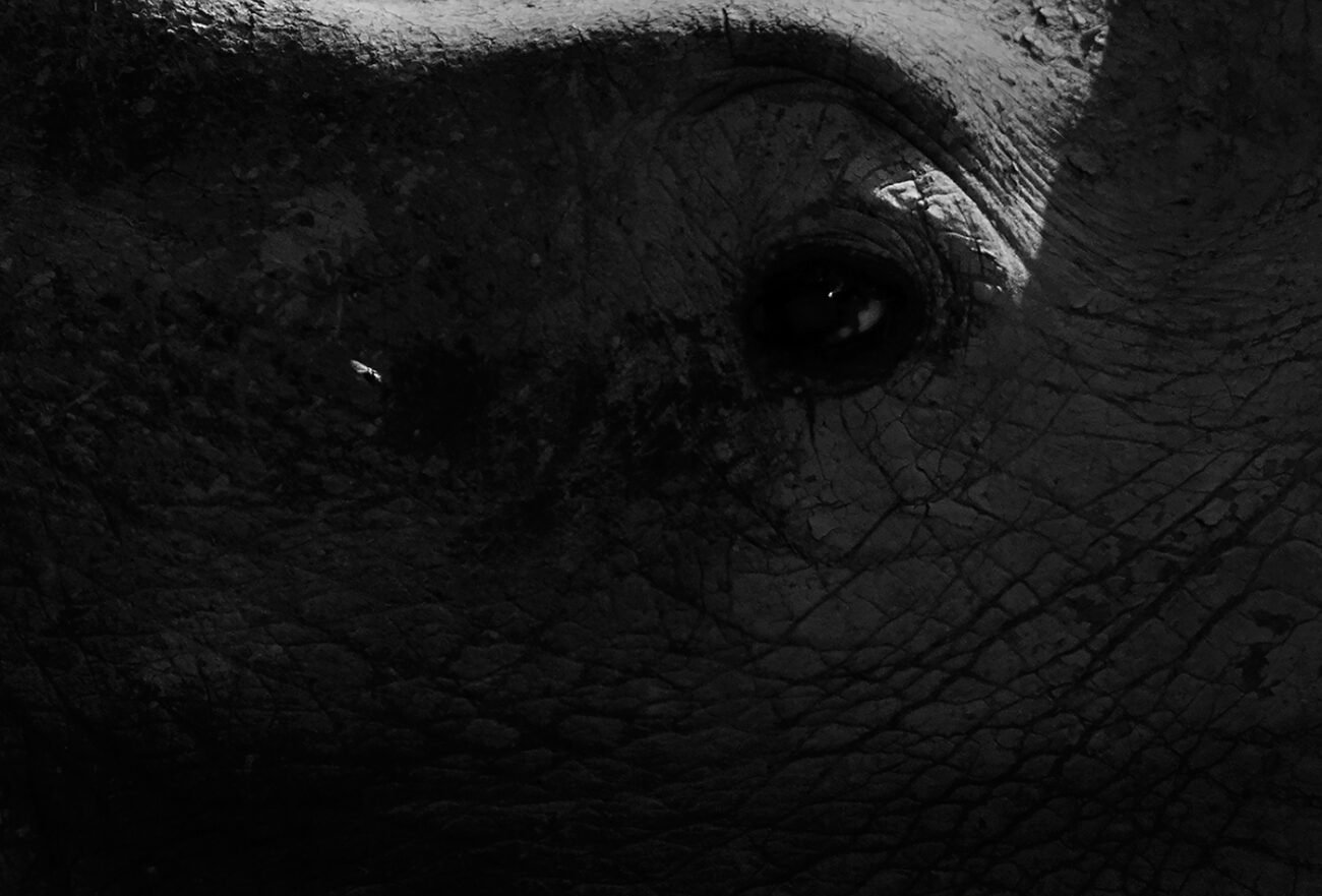 Eye and the fly