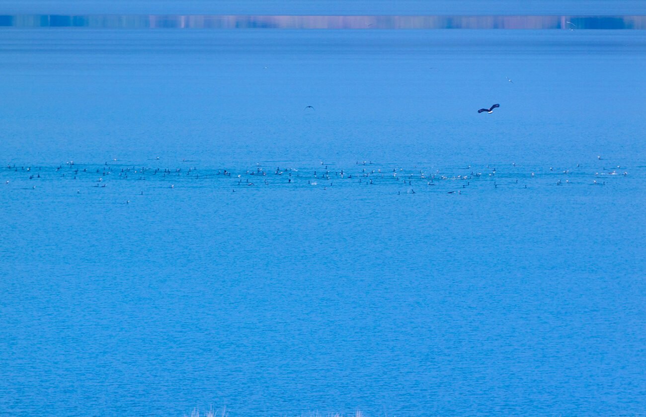 hunt over the water
