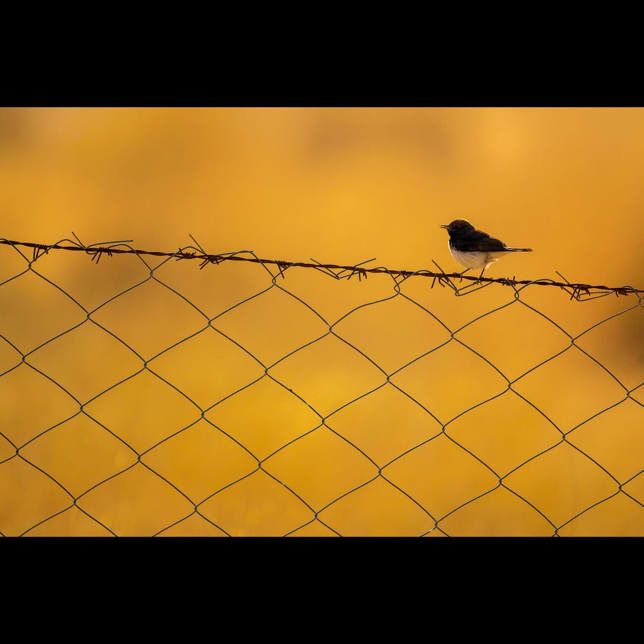 Barbed Bird