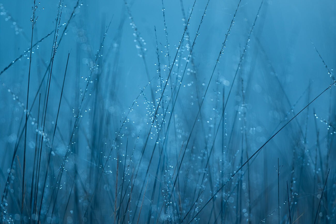 Winter grass