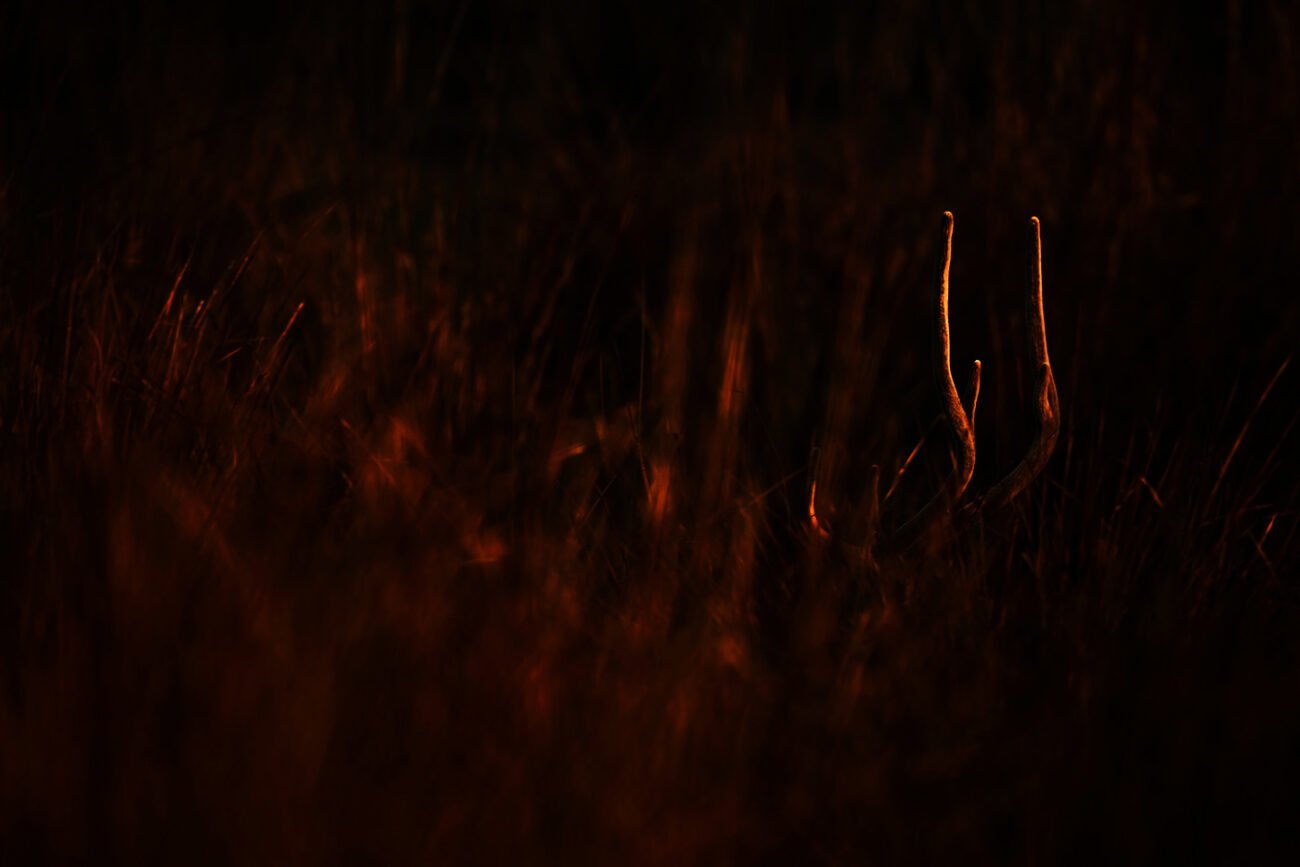 Deer, Corbett