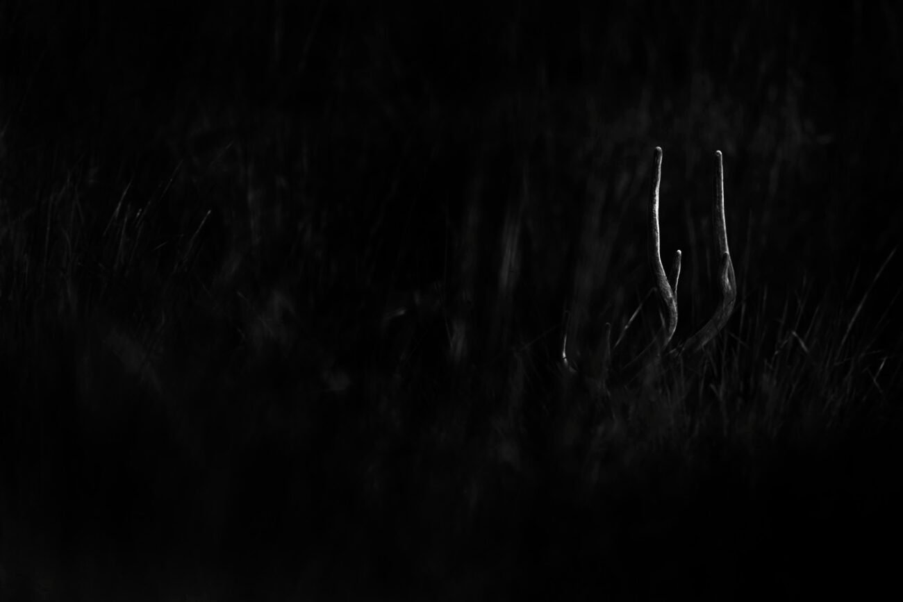 Deer, Corbett