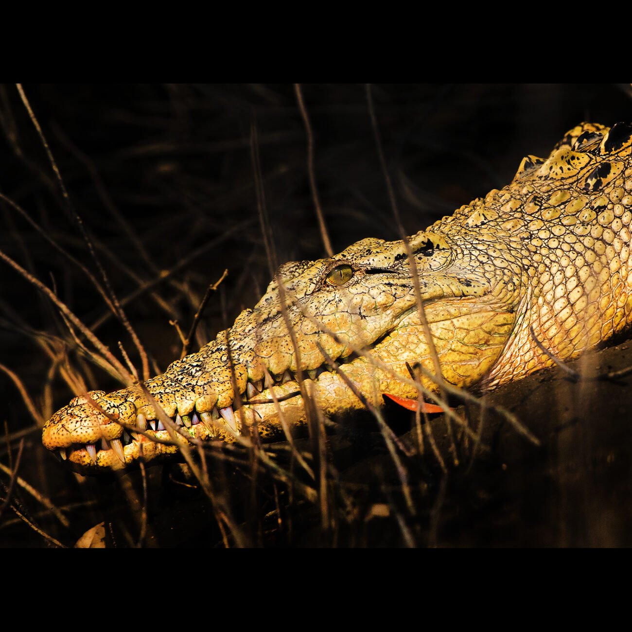 Albino Crocodile, Sundarbans