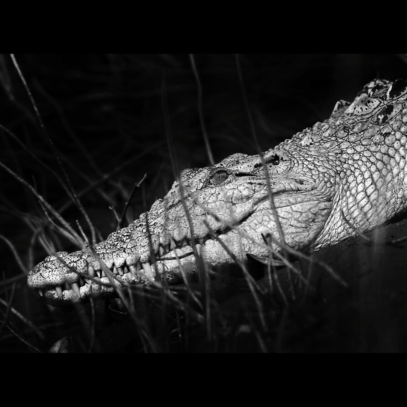 Albino Crocodile, Sundarbans