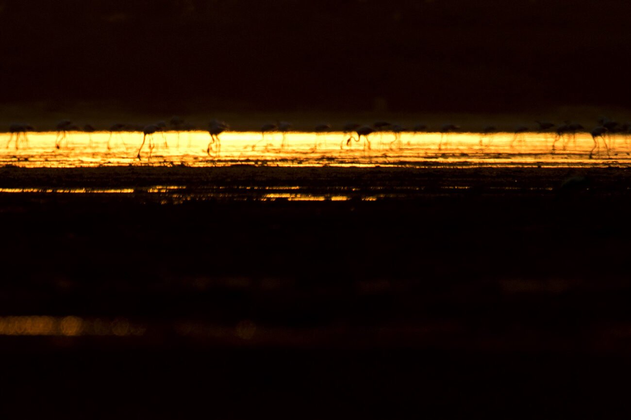 Golden Horizon