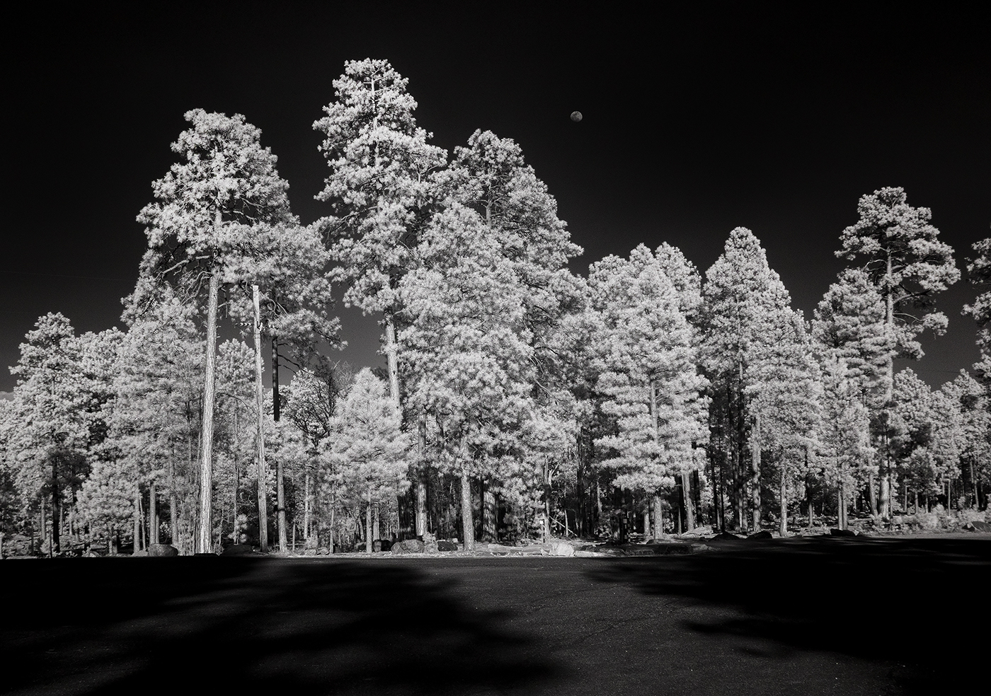 Read more about the article Tree Grove Payson