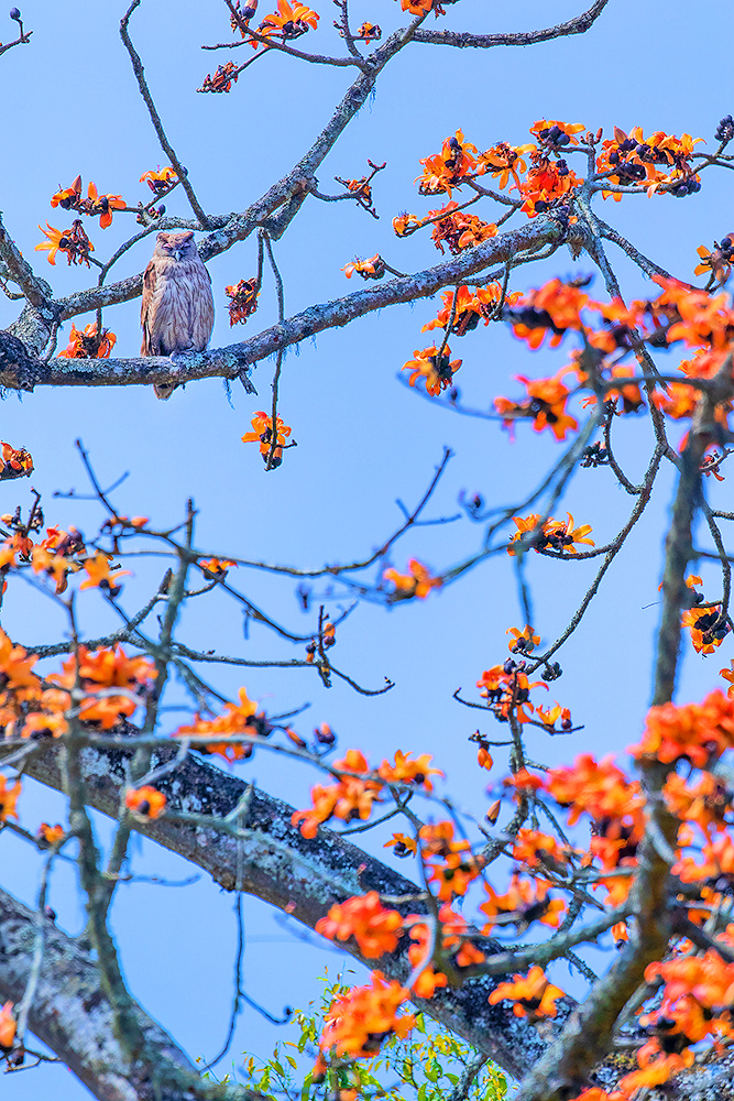 Read more about the article Owl among the fire