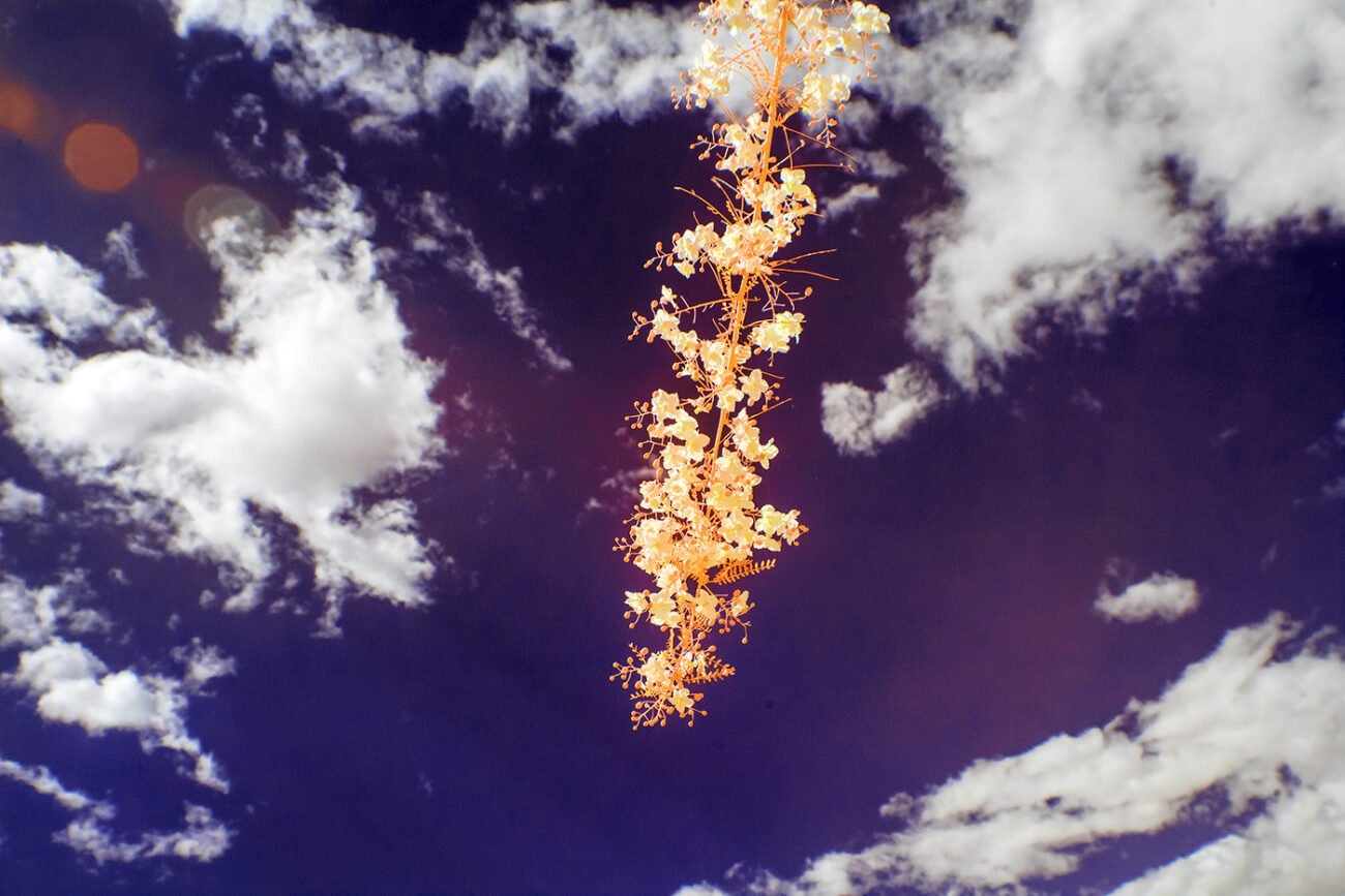Cloud flowers