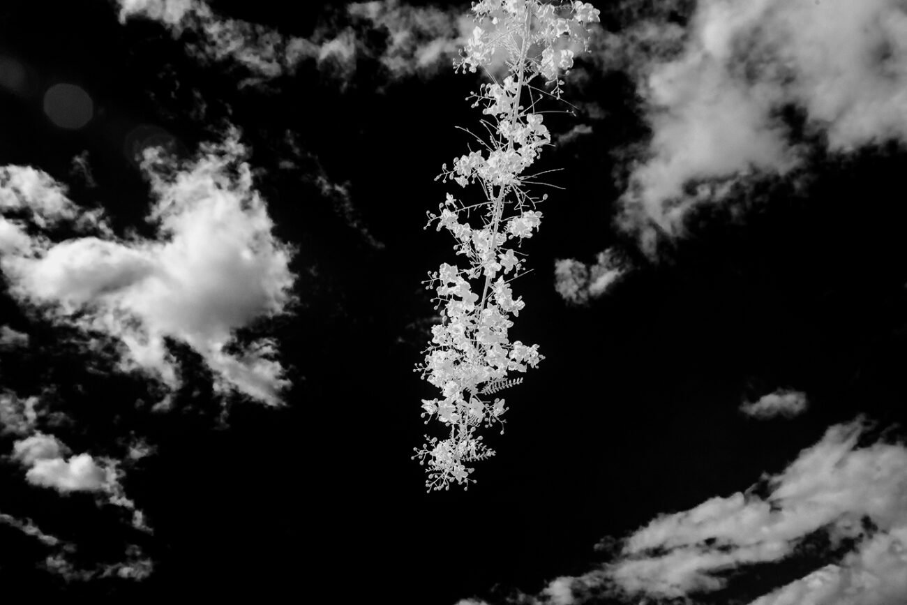 Cloud flowers