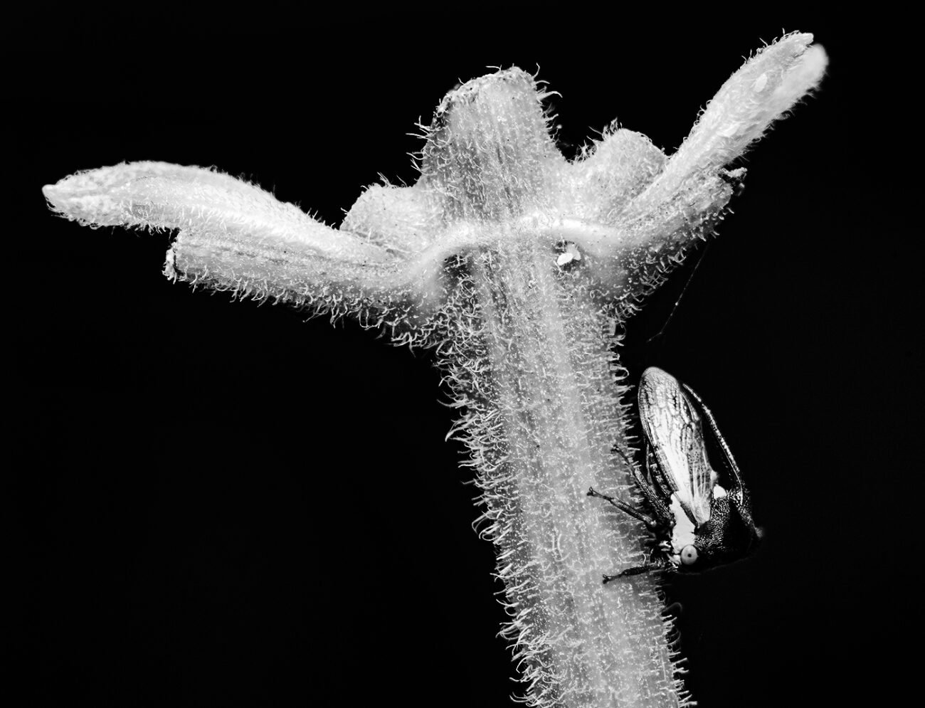 Leaf hopper