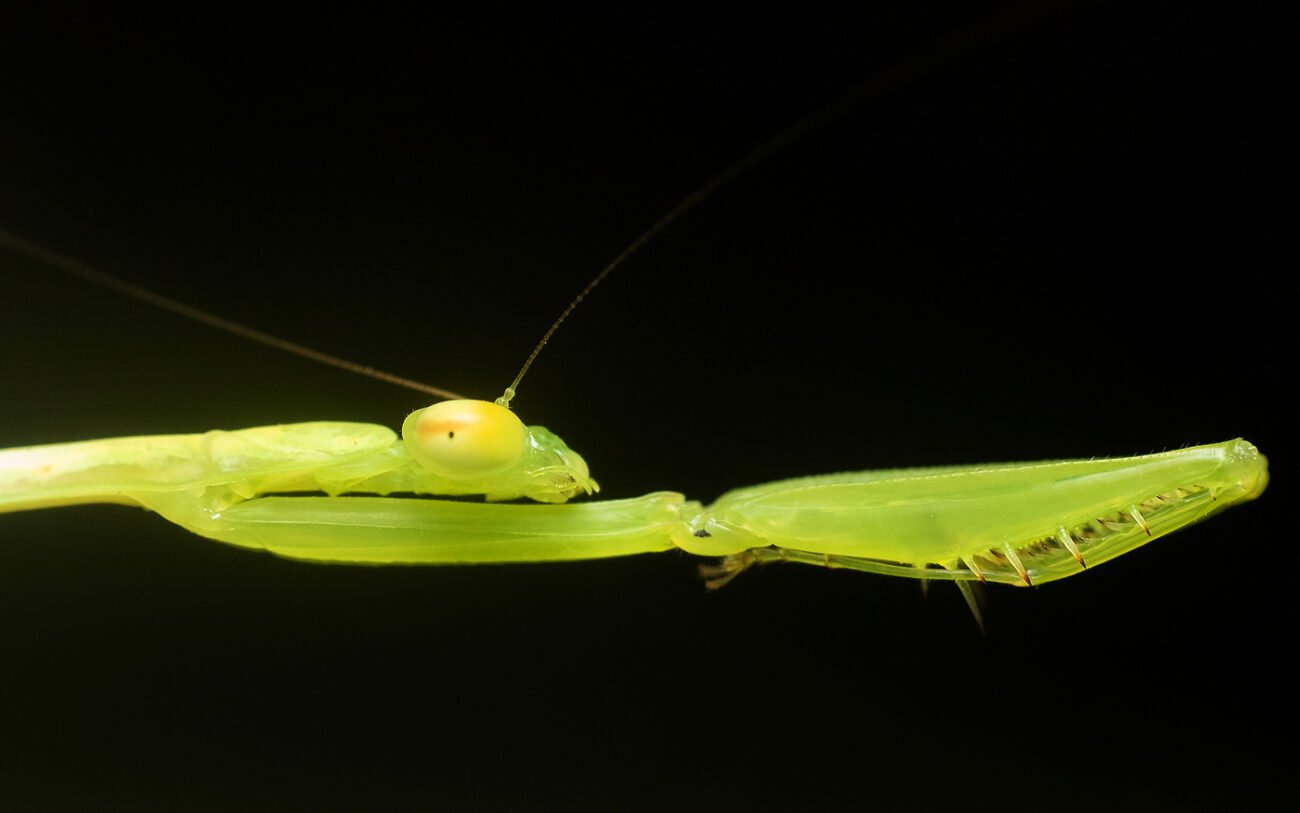 Mantiss stretch, Coorg