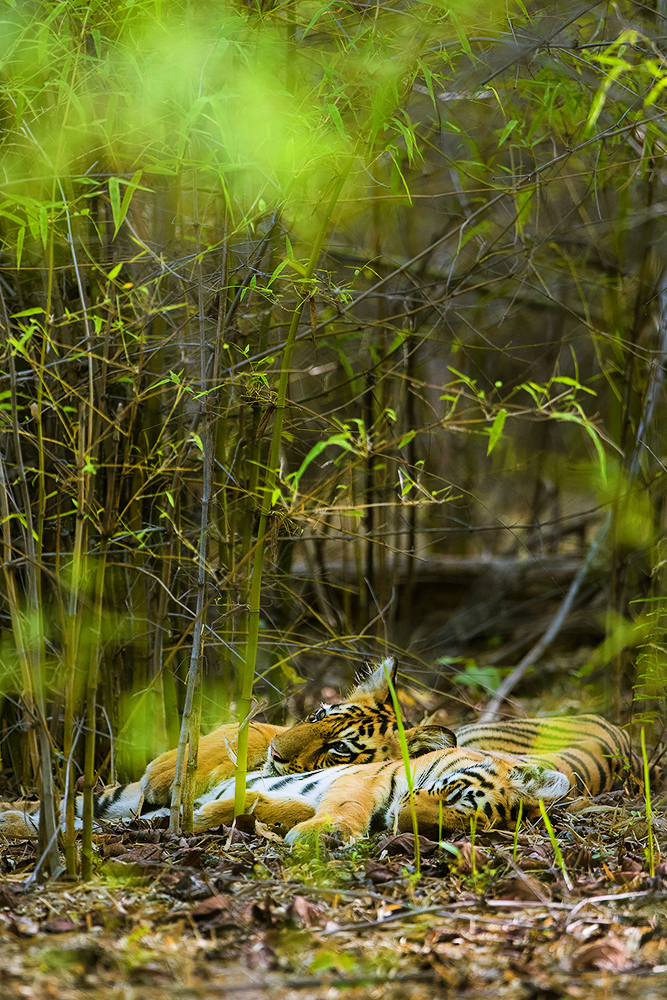 Read more about the article Tiger cubs, Tadoba