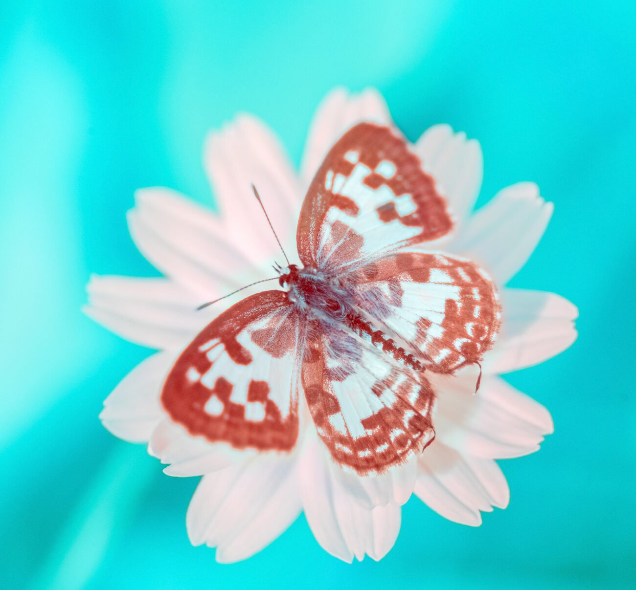 infrared butterfly