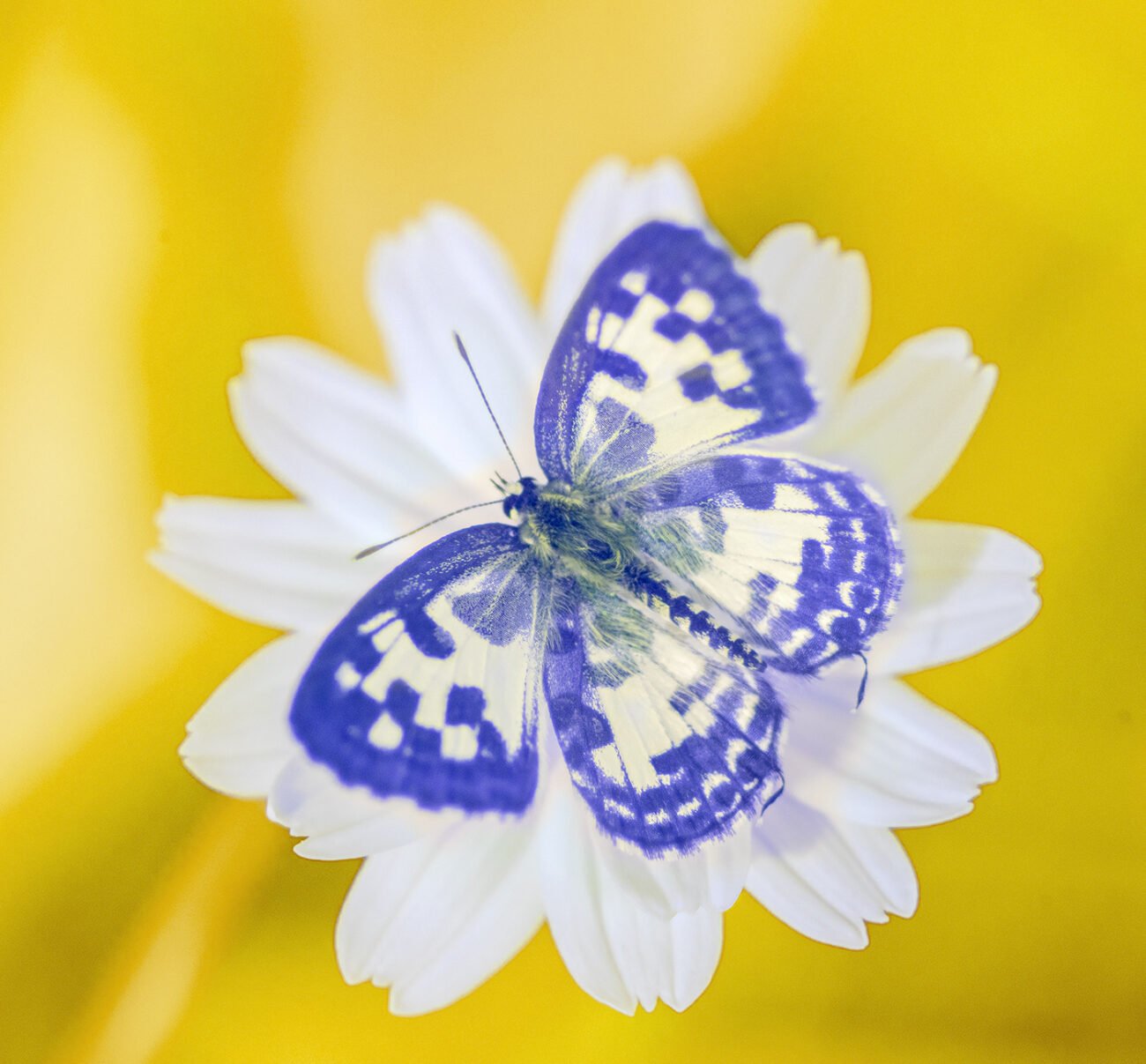 Infra butterfly