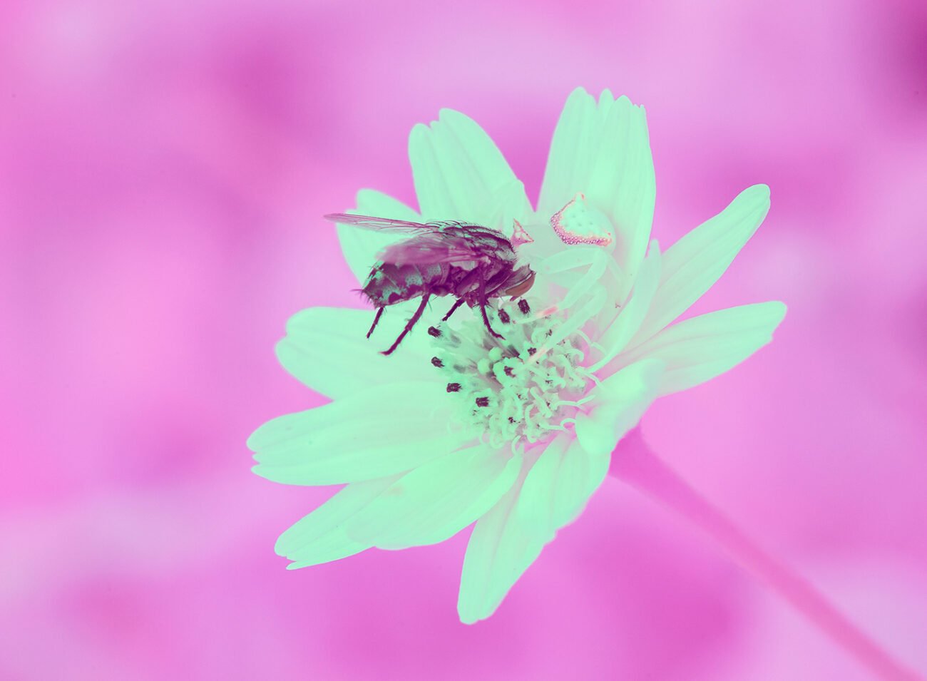 Crab spider