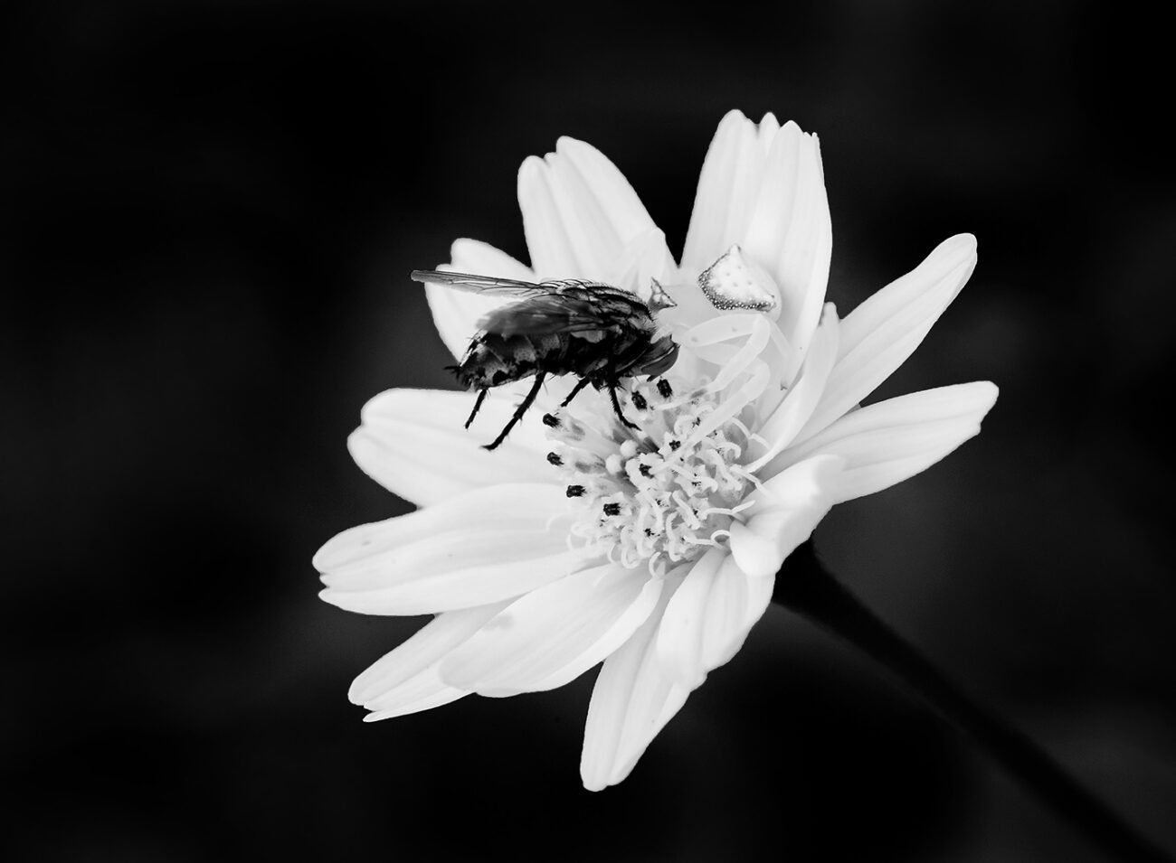 Crab spider hunt