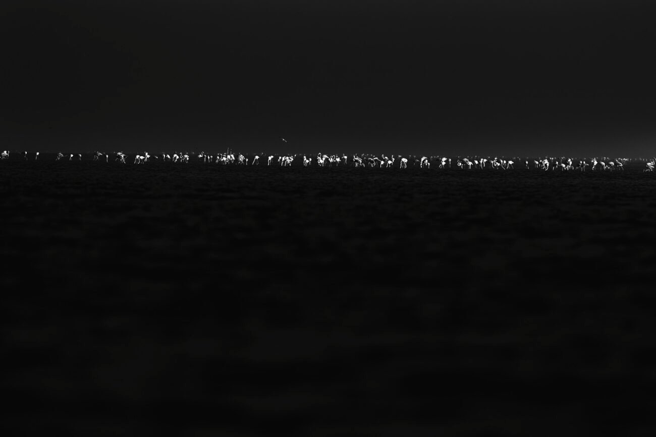 White Horizon