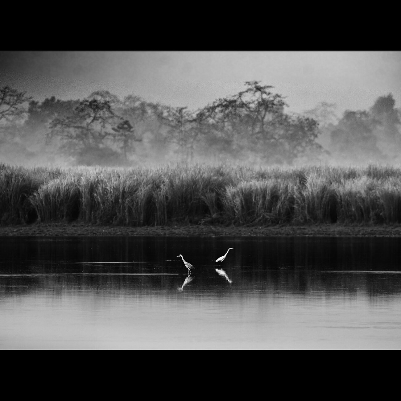 Egret, Heron, Kaziranga