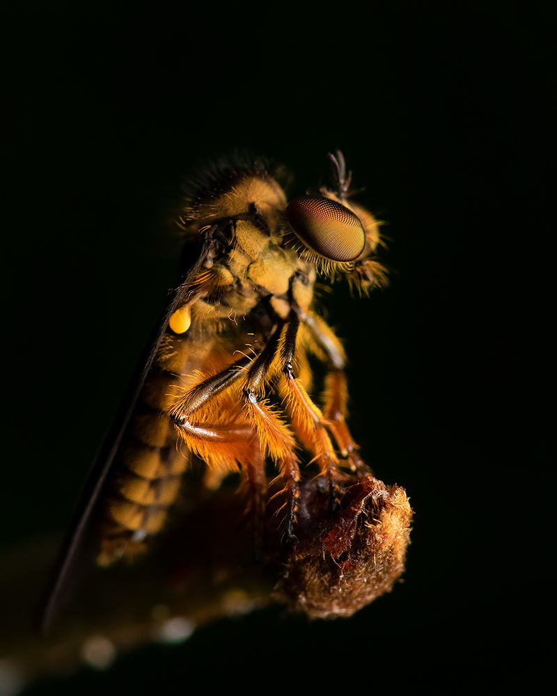 Read more about the article Robber fly, Coorg