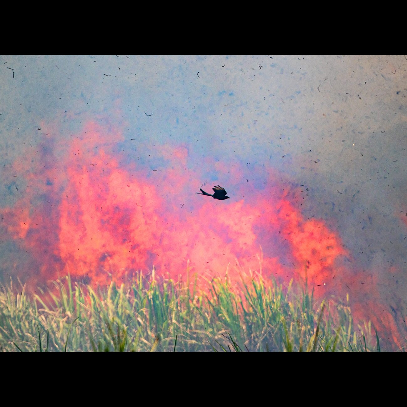 Fire bird