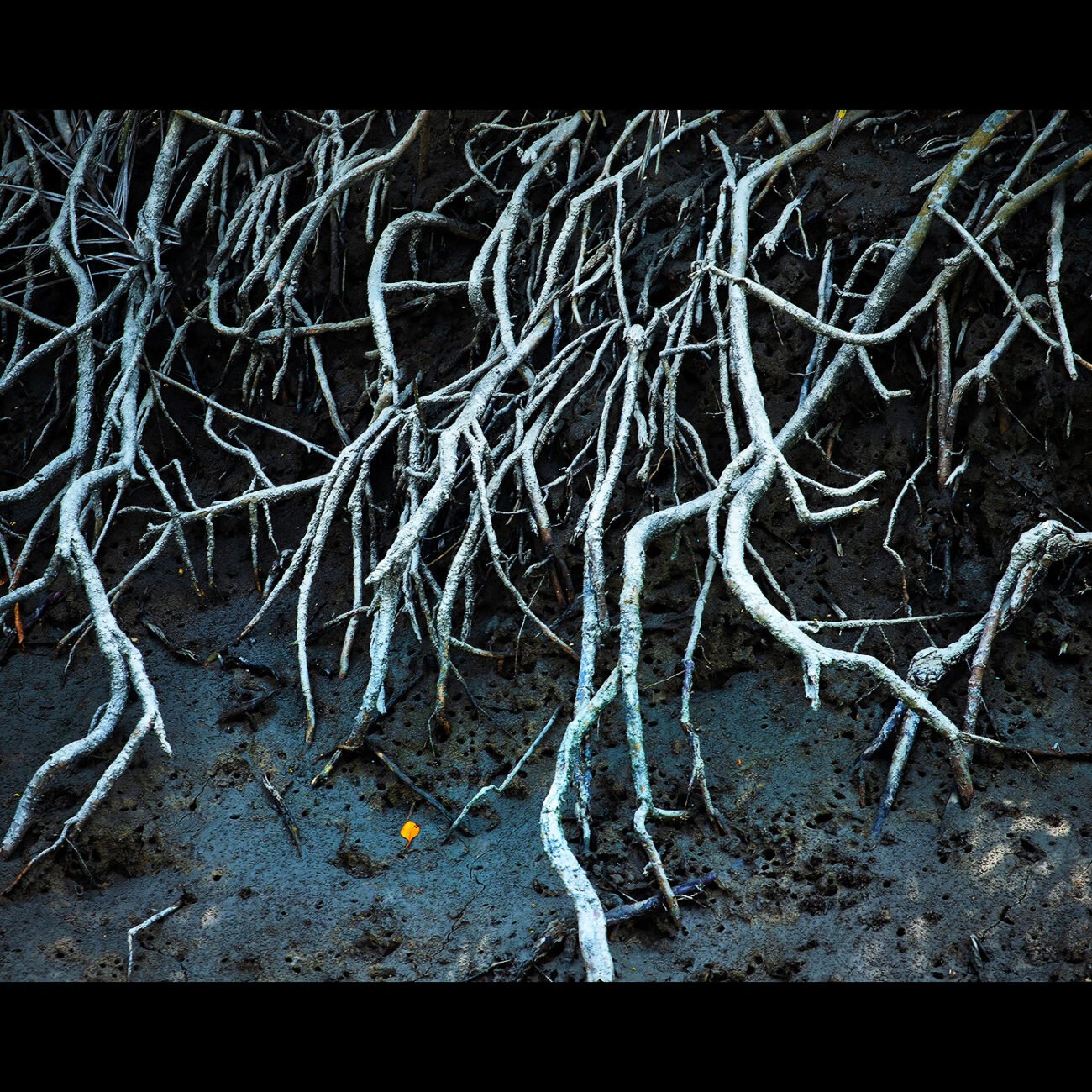 Mangrove tentacles