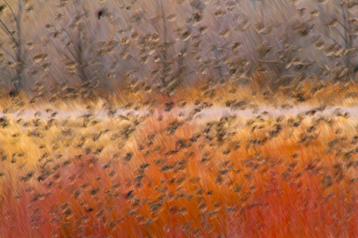 Read more about the article Snow geese, Bosque del apache, USA