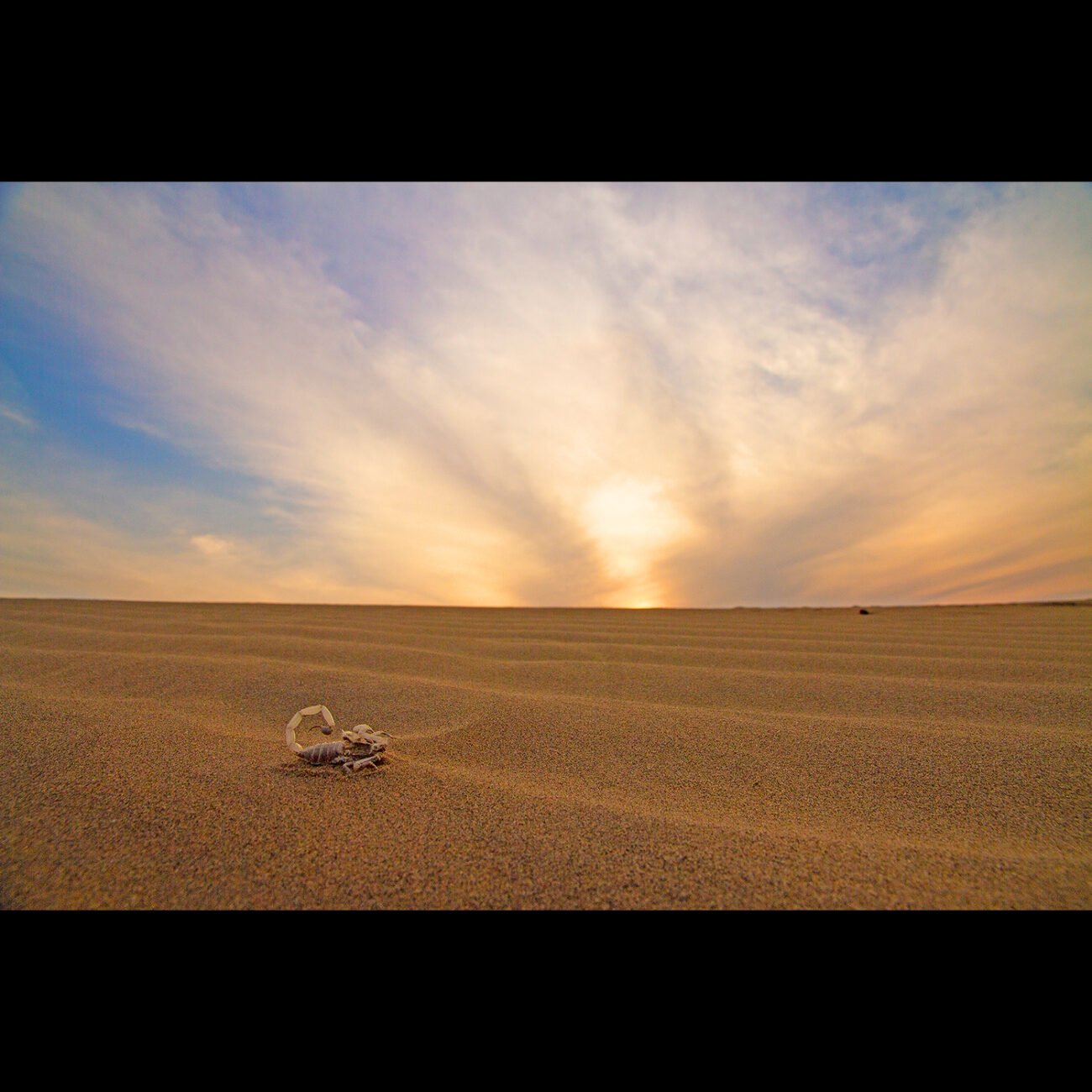 Hunter of the sand dunes