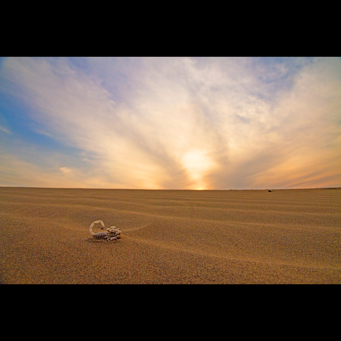 Read more about the article Hunter of the sand dunes