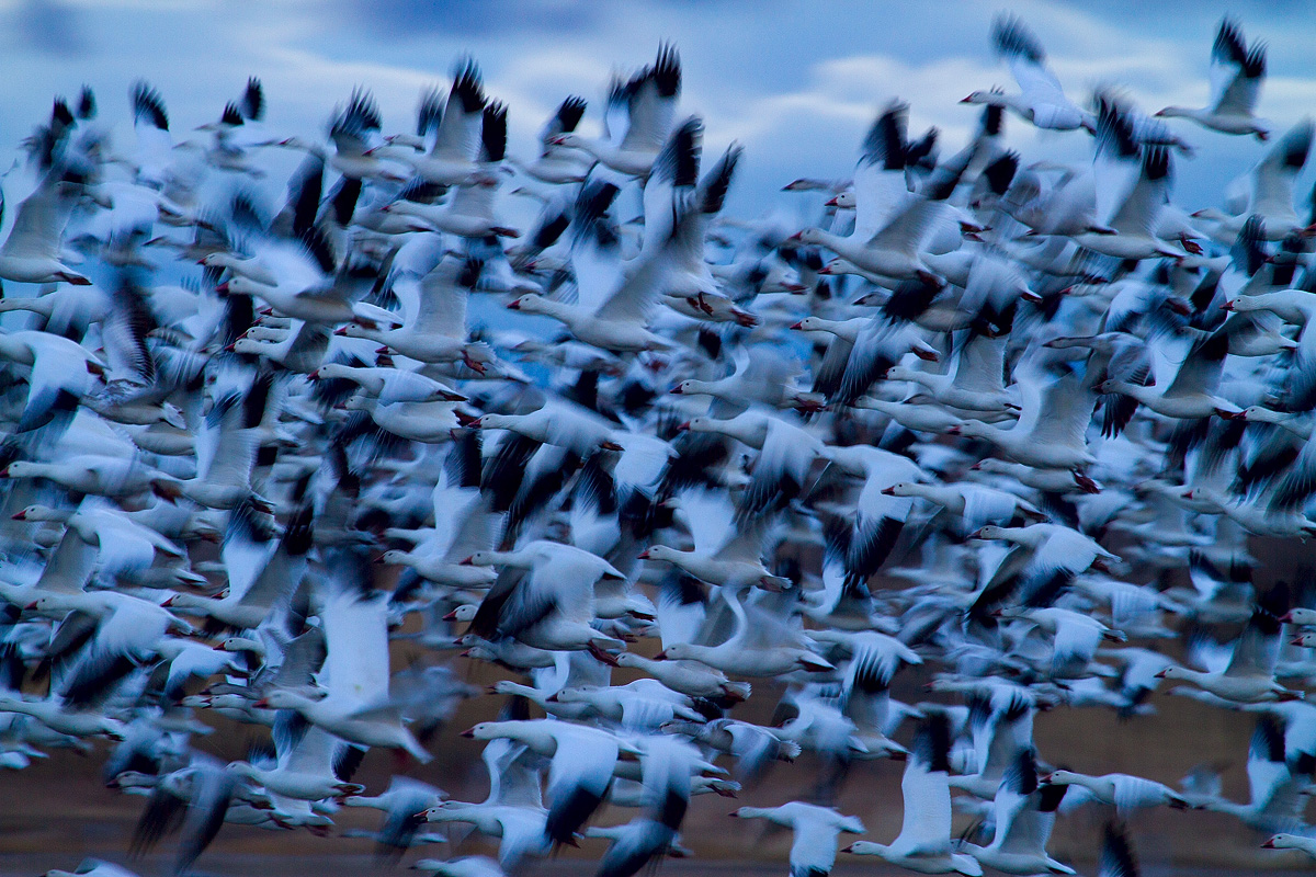 Read more about the article Snow geese, Bosque del apache, USA