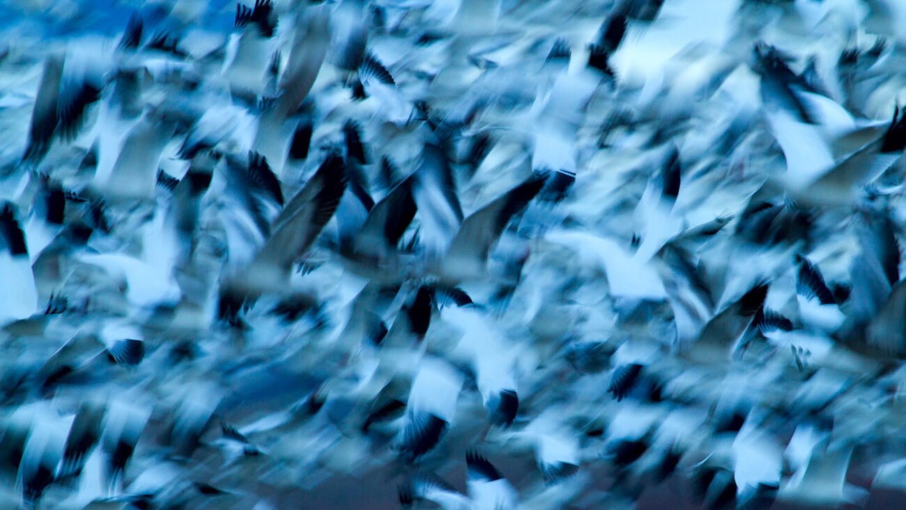 Chaos
