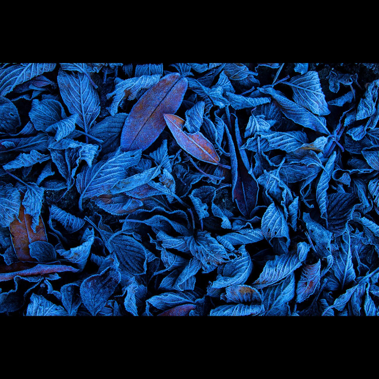 Frosted Leaves, Chopta