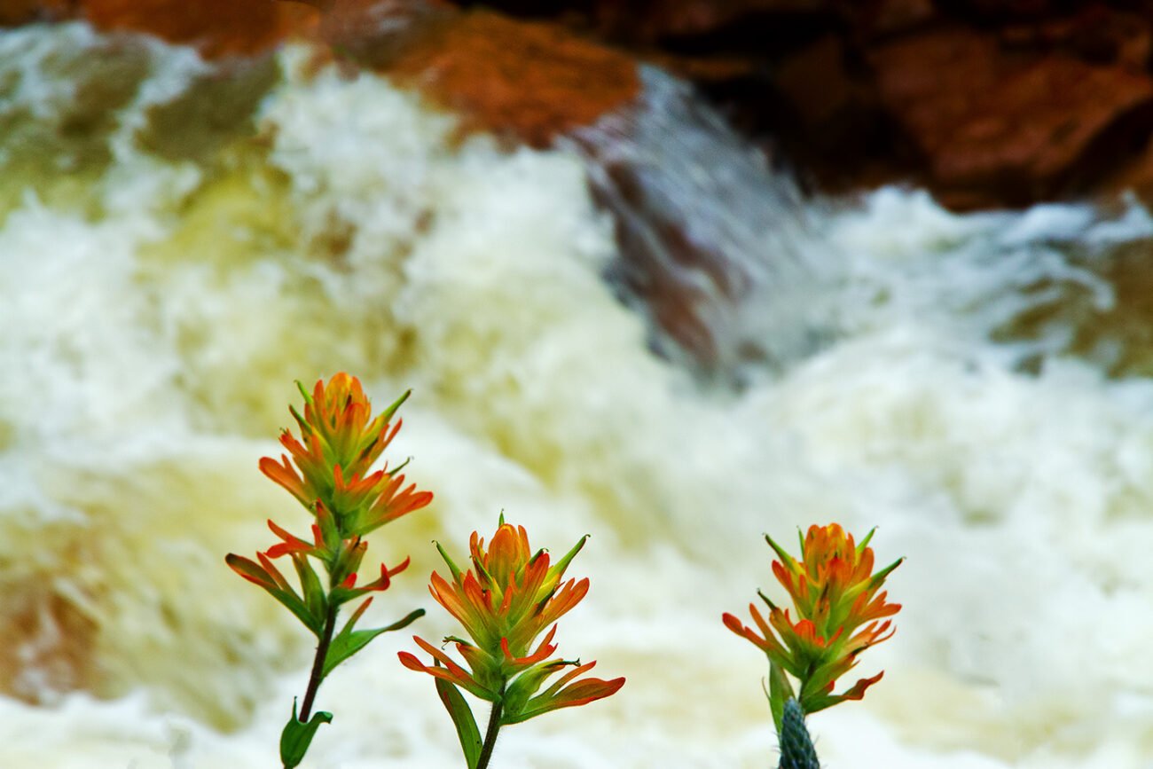 Water bloom