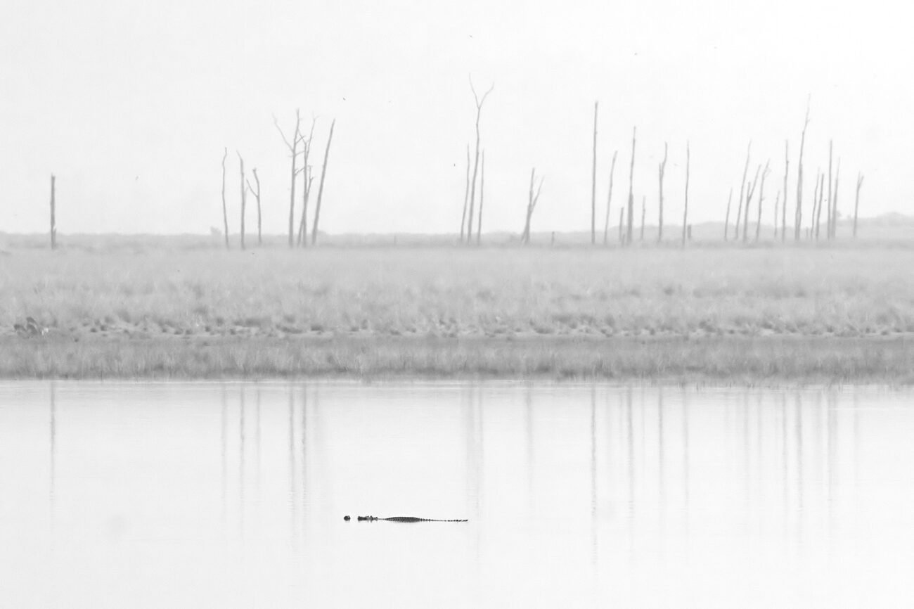 Gharial