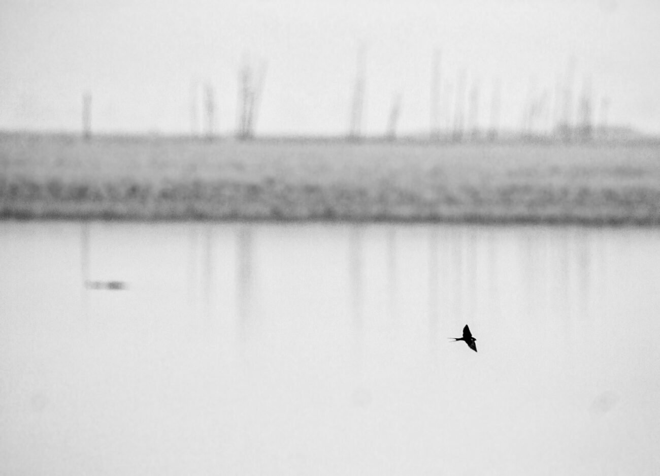 Swallow