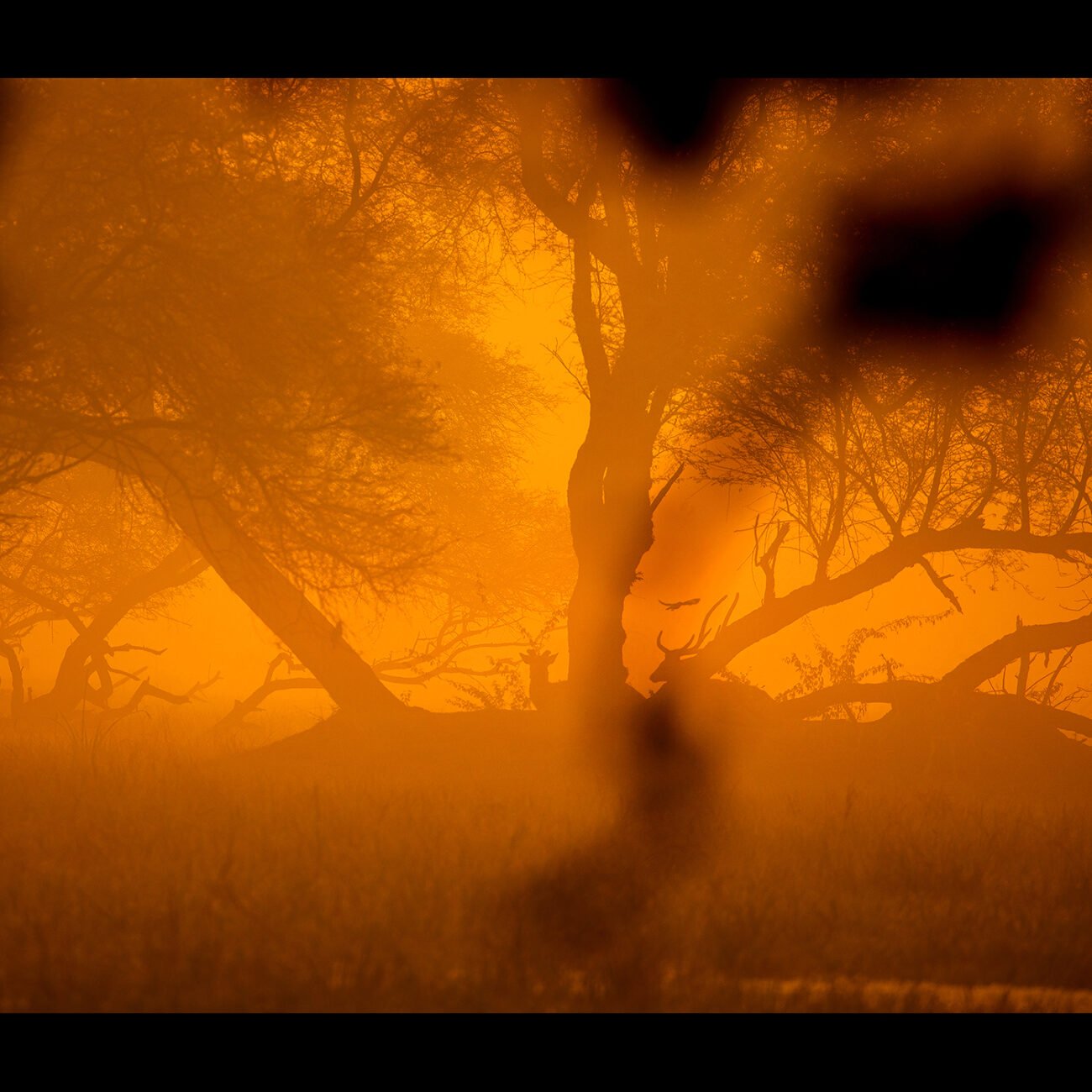 Deer, Bharatpur