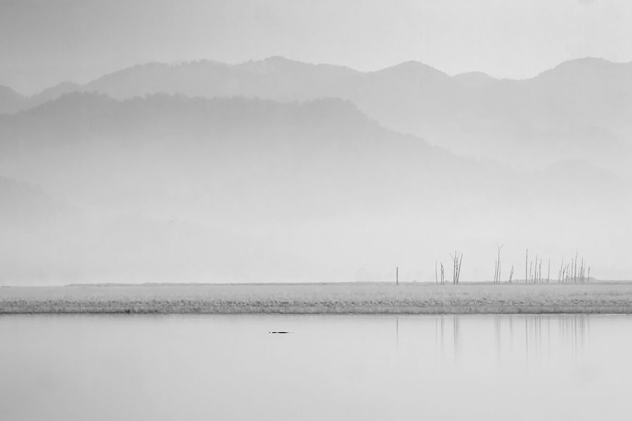Gharial among bar code trees, corbett