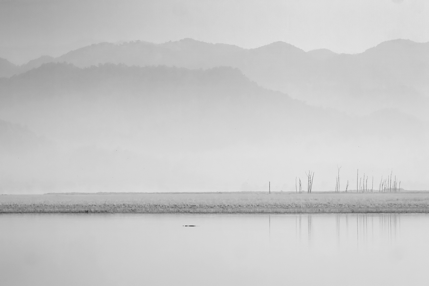 Read more about the article Gharial among bar code trees, corbett