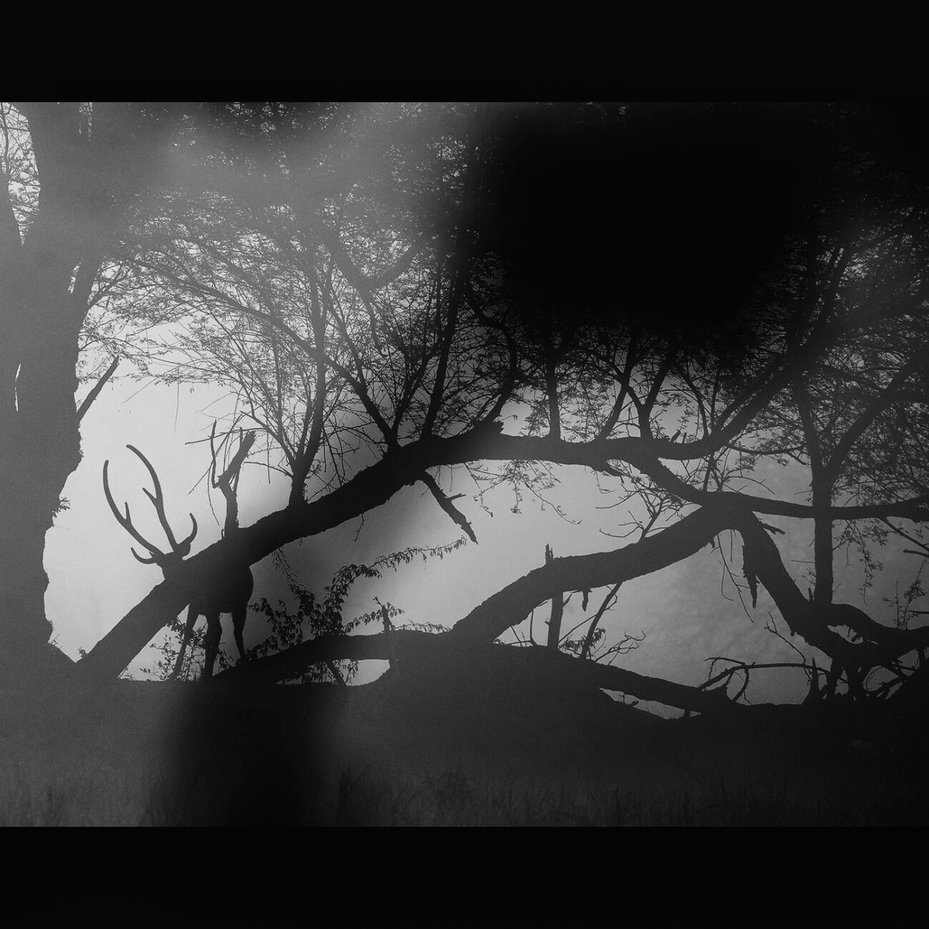 Deer, Bharatpur