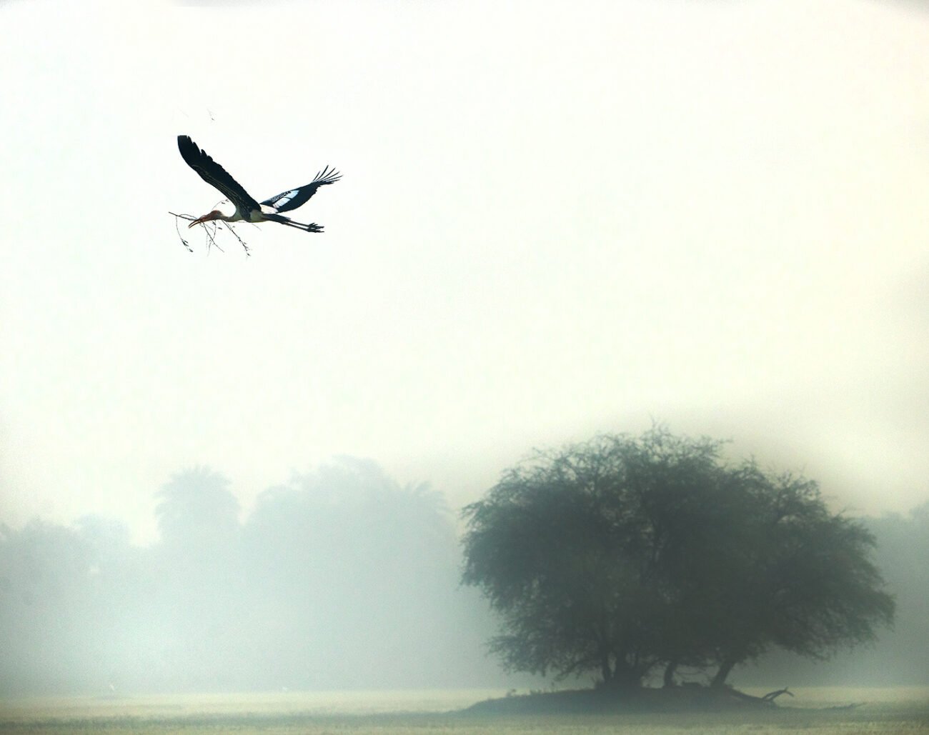 Migration