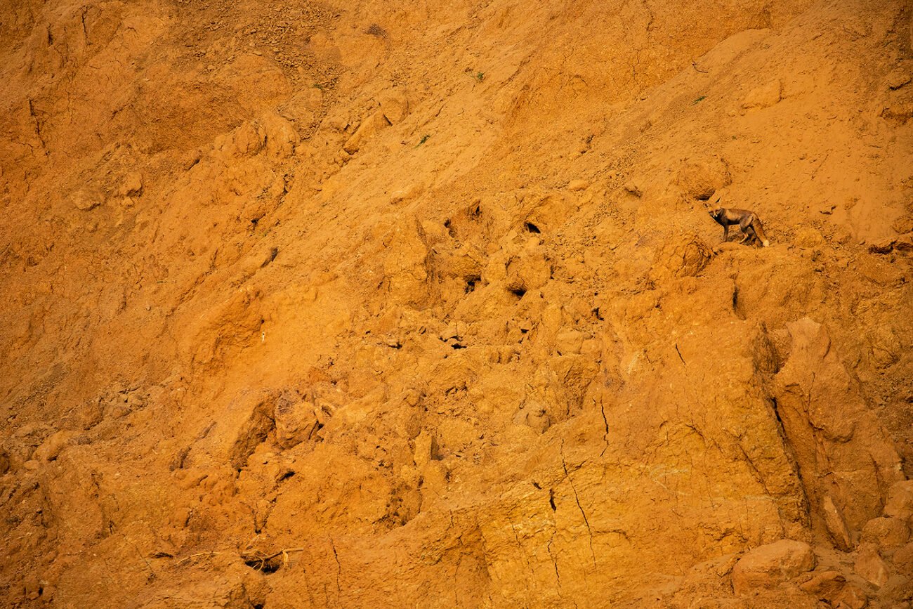 Chambal fox