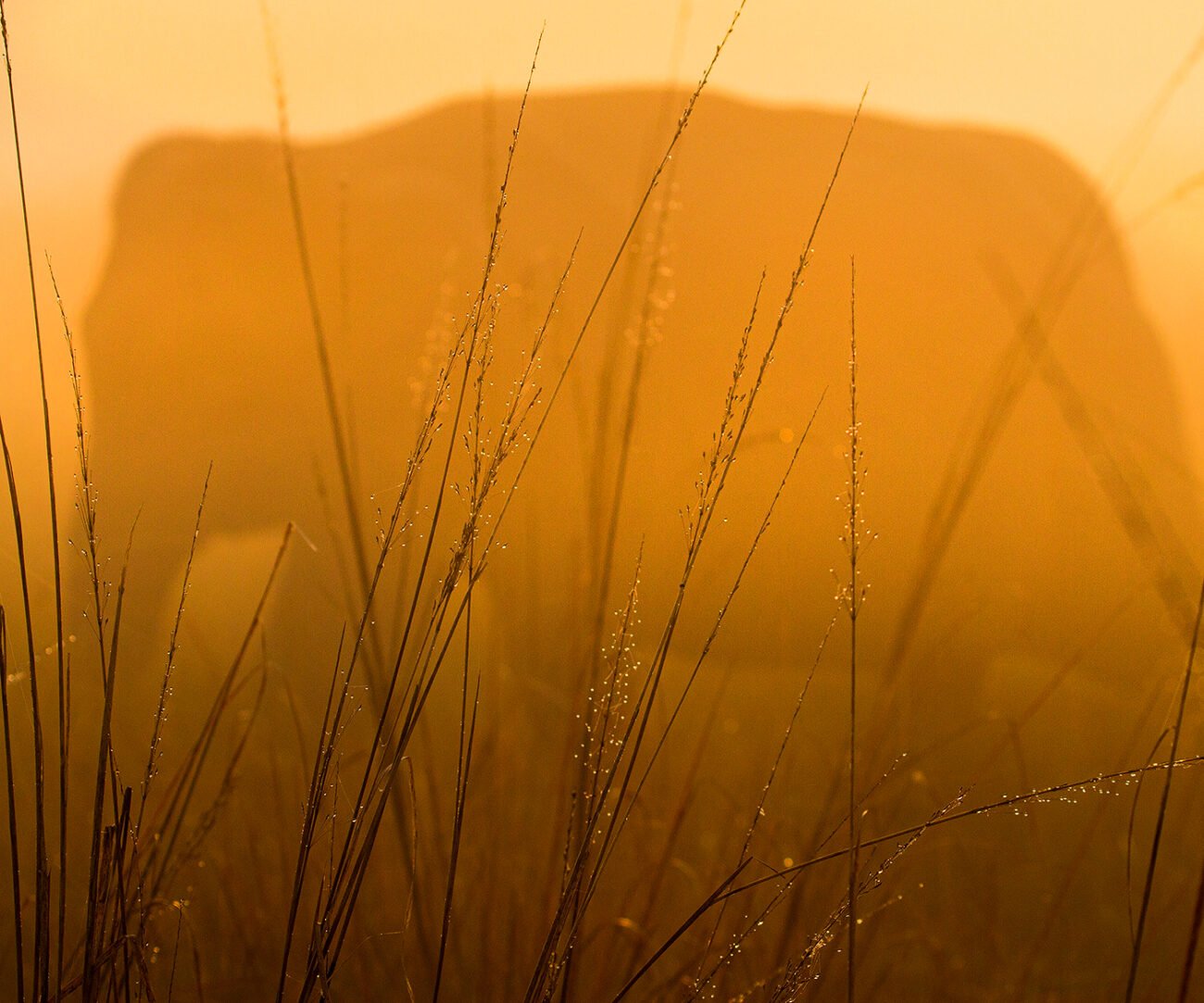 Dew drop elephant, Corbett