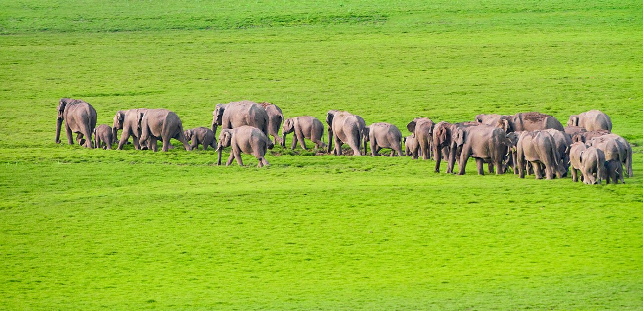 Elephant parade
